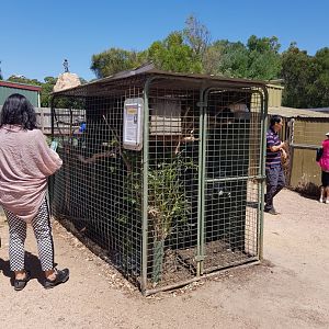 Long billed corrella aviary