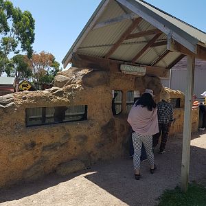 Wombat & rabit viewing into the burrows