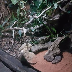 Lesser Hedgehog Tenrec