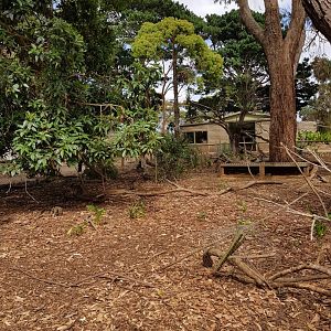 general wallaby enclosure