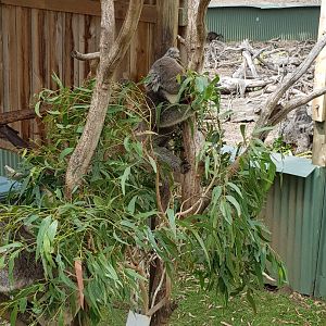 Koala enclosure