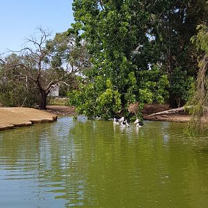 Pelican pond