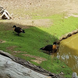 Mountain Shell drakes