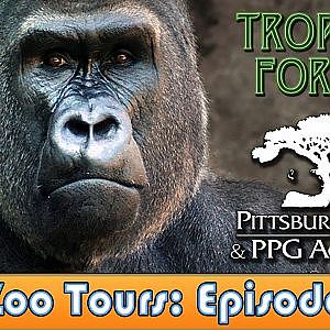 Tropical Forest Walkthrough