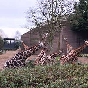 Giraffe, Zebra and Ostrich Exhibit