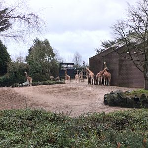 Giraffe, Zebra and Ostrich Exhibit