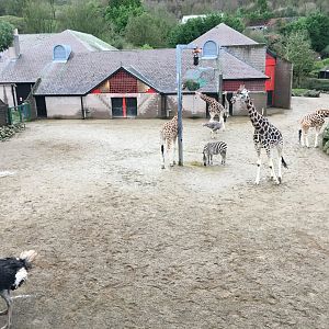 Giraffe, Zebra and Ostrich Exhibit (Viewed from viewing platform)