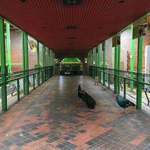 General view in the Elephant and Giraffe House