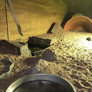 Pancake Tortoise Exhibit