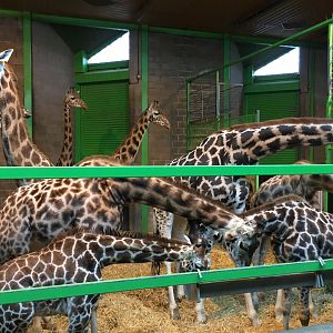 Giraffe Indoor Exhibit