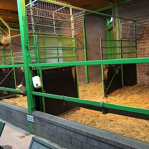 Giraffe Indoor Exhibit
