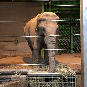 Elephant Indoor Exhibit