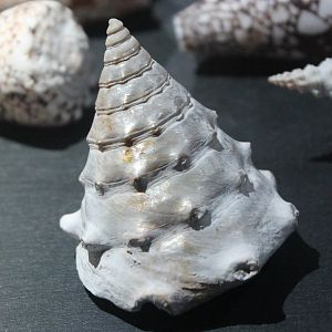 Shell