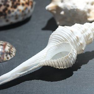 Shell