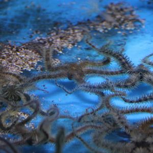 Brittle stars