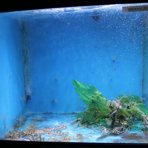 Brittle star-aquarium