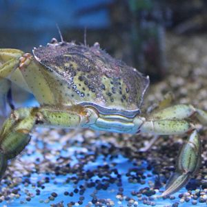 Green crab (Carcinus maenas)
