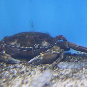 Crab-species