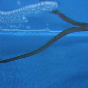 Worm pipefish - Nerophis lumbriciformis