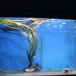 Worm pipefish-aquarium