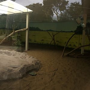 Indoor Komodo exhbit