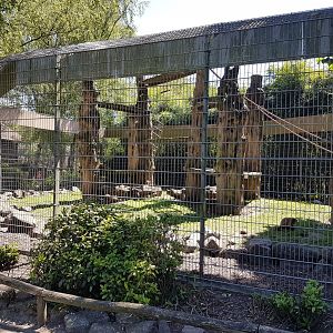 Capucine -coati-enclosure