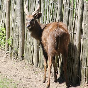 Sitatunga