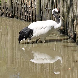 Red-crowned crane