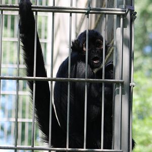 Colombian black spider monkey