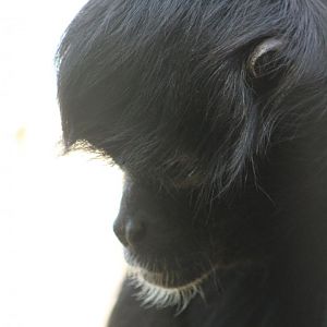 Colombian black spider monkey
