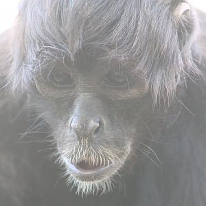 Colombian black spider monkey