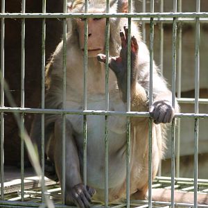 Rhesus monkey