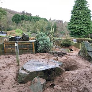 Meerkat and Cape Porcupine Exhibit