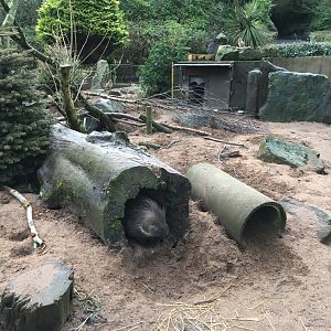 Meerkat and Cape Porcupine Exhibit