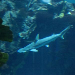 bonnethead shark (Sphyrna tiburo)