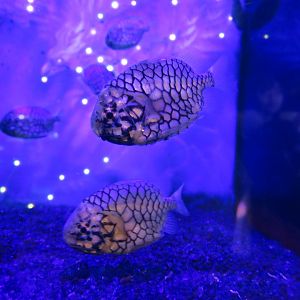 Monocentris japonica