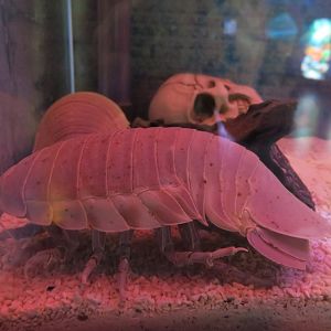 Bathynomus giganteus