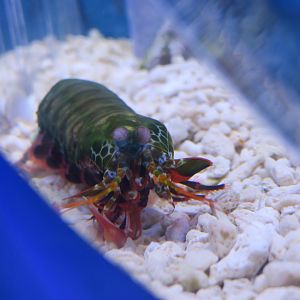 Oratosquilla oratoria