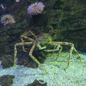 Macrocheira kaempferi