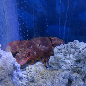 Scyllarides squamosus