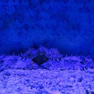 Platylambrus validus