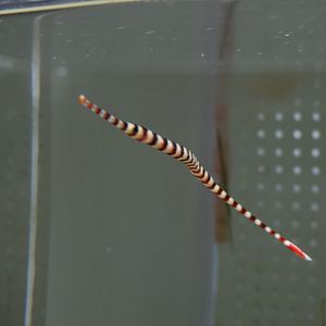 Doryrhamphus dactyliophorus