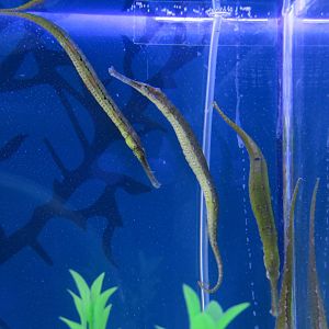 Syngnathoides biaculeatus