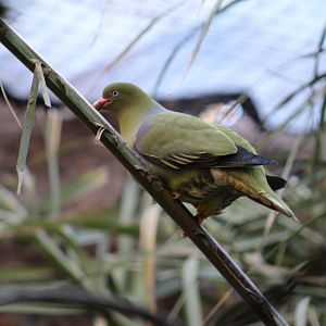 Grey-Breasted Green-Pigeon