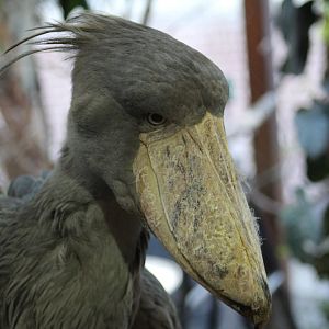 Shoebill