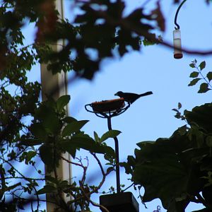 Tanager ID?