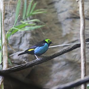 Paradise Tanager