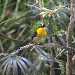 Golden-Collared Manakin