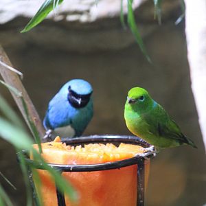 Swallow Tanager & Blue-Naped Chlorophonia