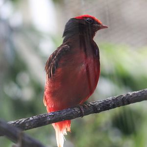 Guianan Red Cotinga